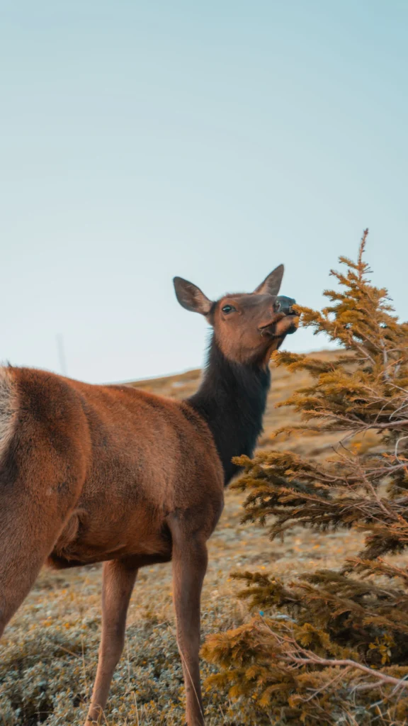 Deer standing on a hillside at golden hour